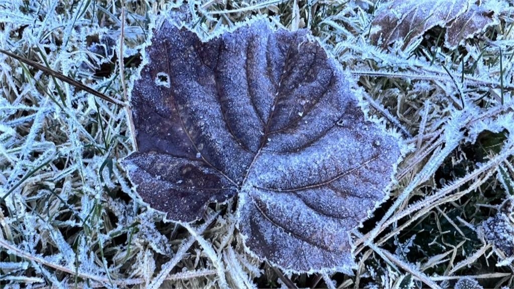 南投山區結霜景　仁愛茶園如灑糖　塔塔加有冰柱
