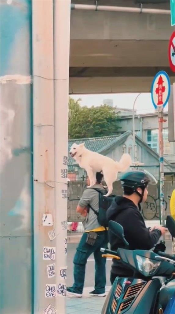 皮卡丘是你？大狗狗「站主人肩上」全程不落地　網看傻：遛狗終極型態