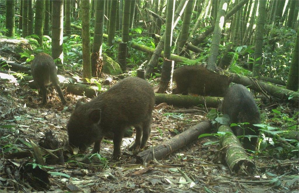 圖輯／嘉南野生動物豐富　自動相機拍到黑熊家族、好奇山羌可愛畫面曝