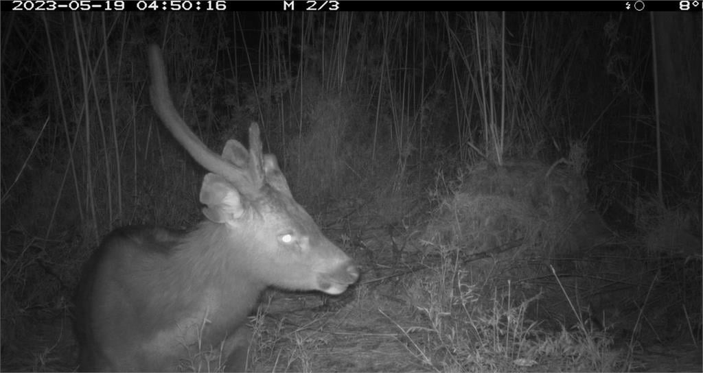 圖輯/嘉南野生動物豐富 自動相機拍到黑熊家族、好奇山羌可愛畫面曝