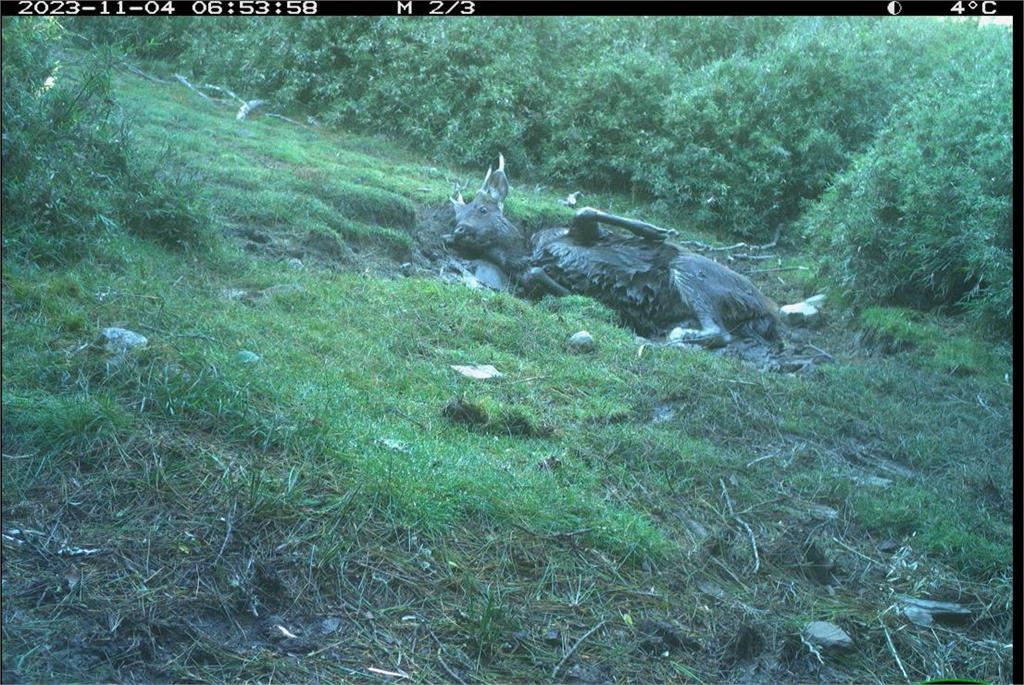 圖輯/嘉南野生動物豐富 自動相機拍到黑熊家族、好奇山羌可愛畫面曝
