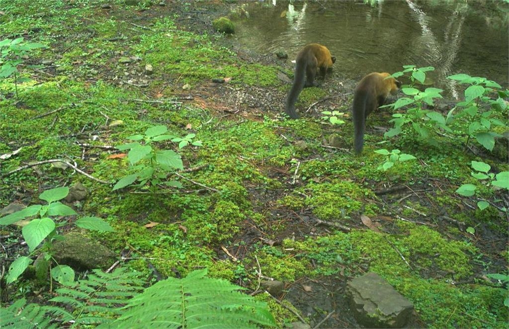 圖輯/嘉南野生動物豐富 自動相機拍到黑熊家族、好奇山羌可愛畫面曝
