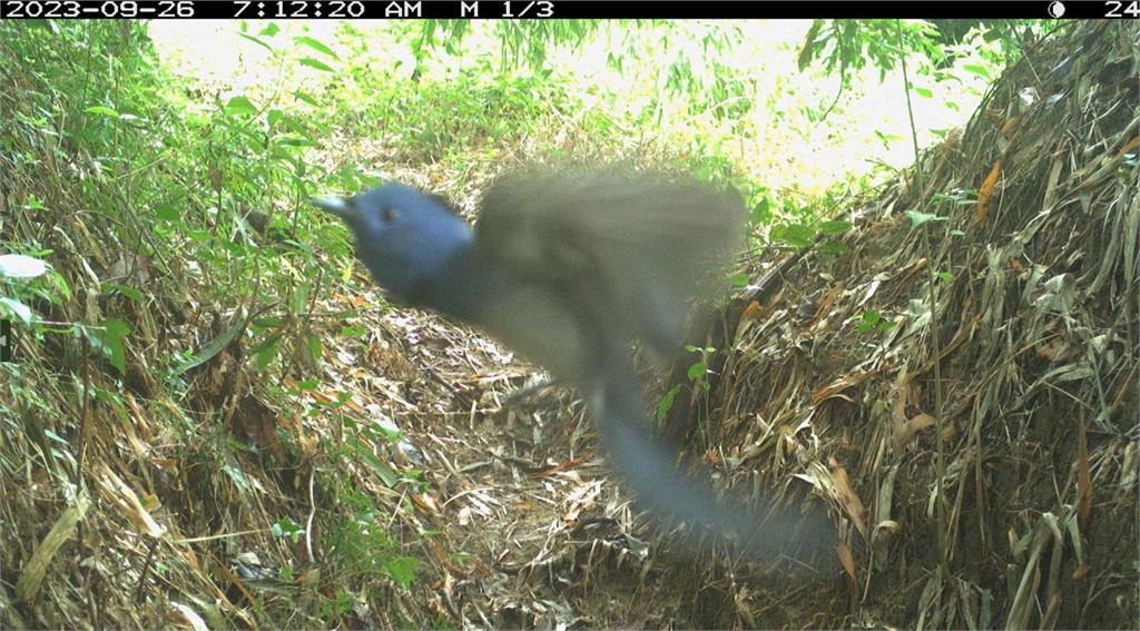 圖輯/嘉南野生動物豐富 自動相機拍到黑熊家族、好奇山羌可愛畫面曝
