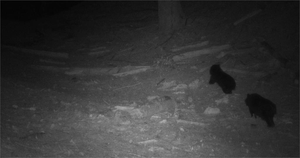 圖輯/嘉南野生動物豐富 自動相機拍到黑熊家族、好奇山羌可愛畫面曝