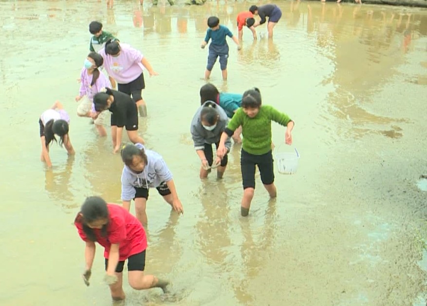 推廣食農教育、珍惜食物　四結國小全校師生以農田為教室