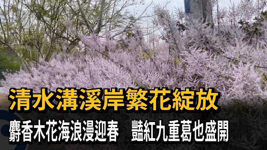清水溝溪岸繁花綻放　麝香木花海浪漫迎春　豔紅九重葛也盛開