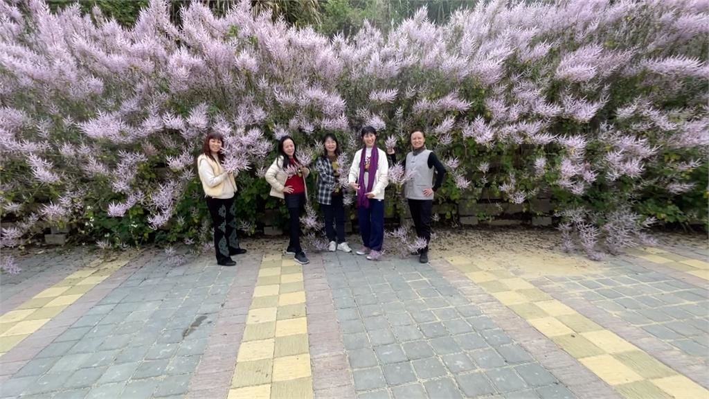 清水溝溪岸繁花綻放 麝香木花海浪漫迎春 豔紅九重葛也盛開