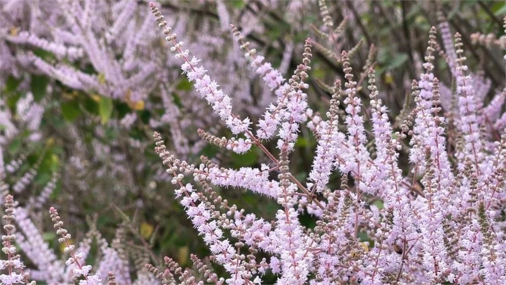 清水溝溪岸繁花綻放 麝香木花海浪漫迎春 豔紅九重葛也盛開