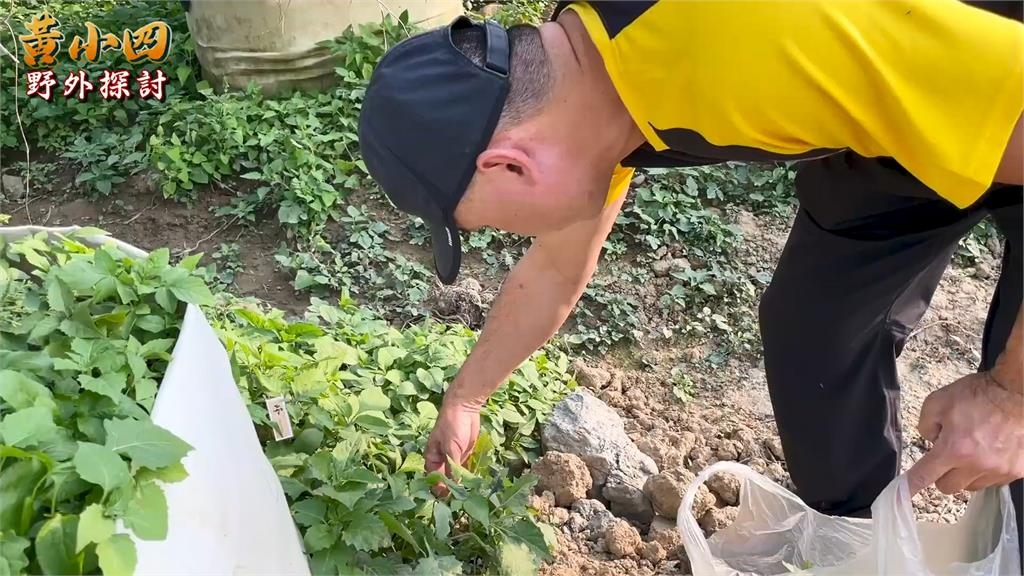 研究指出具抗癌效果！生態達人採野菜健康料理　引網喊：流口水了