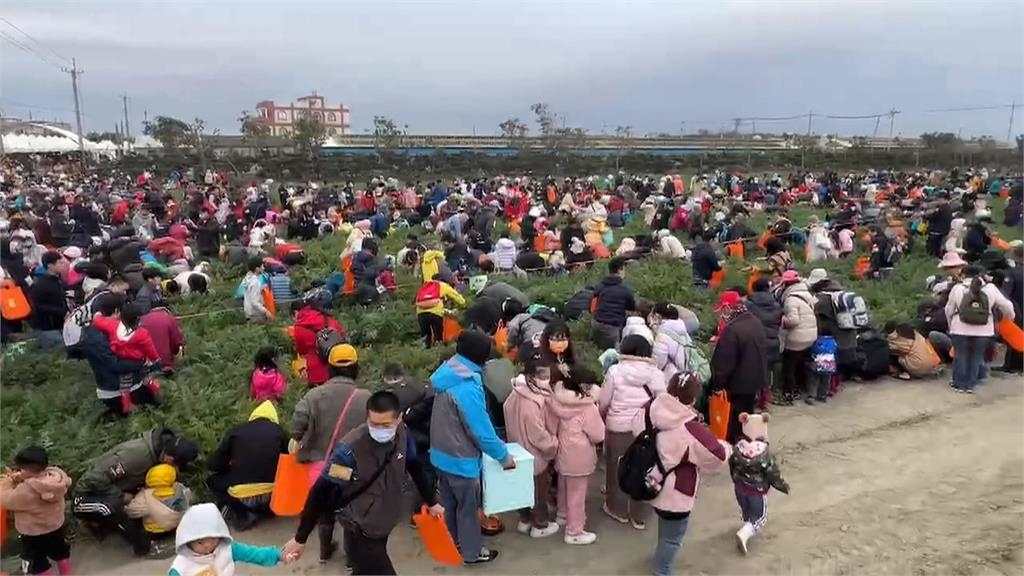雲林國際胡蘿蔔日登場　逾萬人湧入拔「彩色胡蘿蔔」