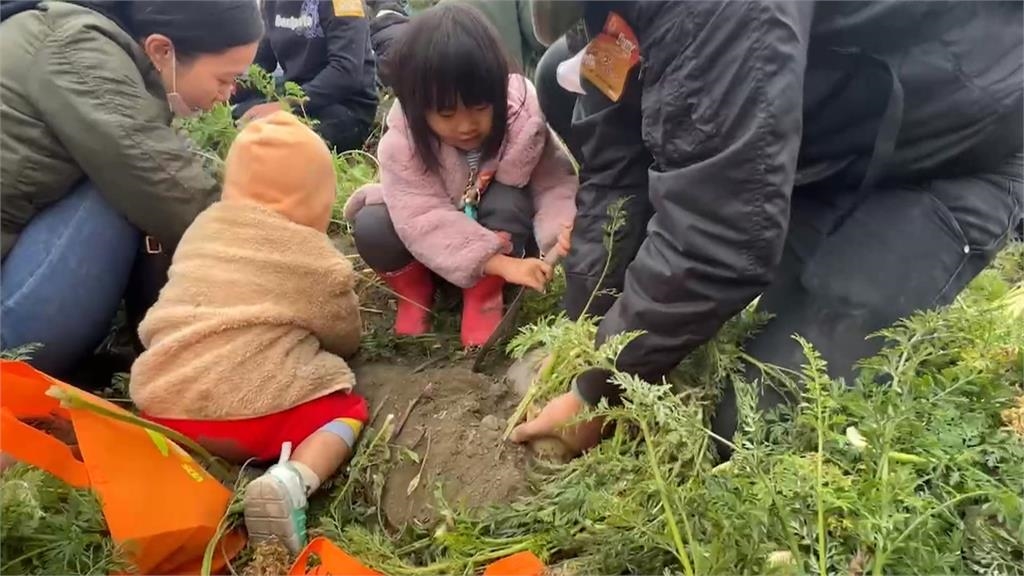 雲林國際胡蘿蔔日登場　逾萬人湧入拔「彩色胡蘿蔔」