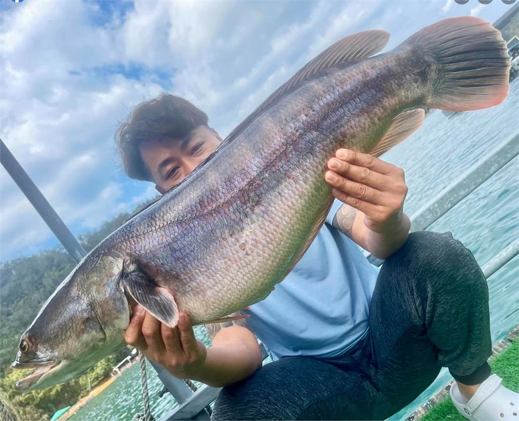 日月潭釣客被船屋「砰砰聲」驚醒!7kg抱卵「胖魚虎」貪吃落網
