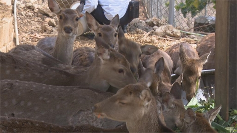 梅花鹿人人都可養！　專家提醒：外出需做到「這件事」