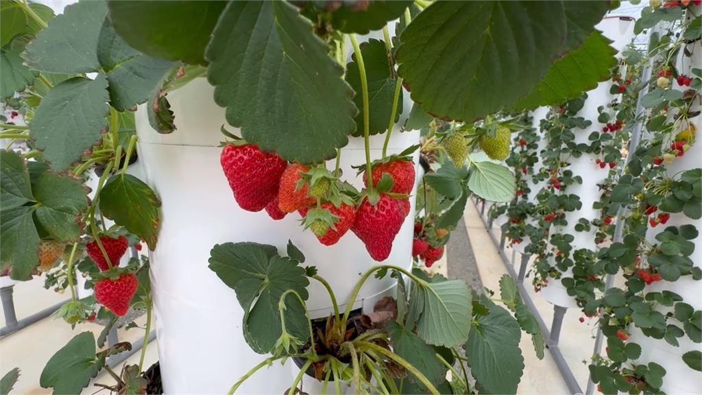 東海大學「智慧碳中和園區」 AI養藻吸碳成果亮眼