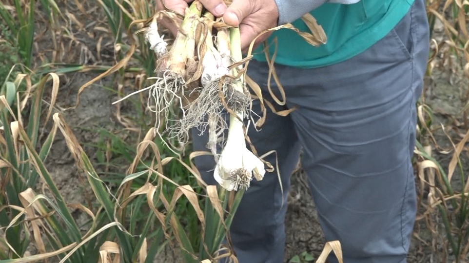 雲林大蒜慘遭病害襲擊 收成恐泡湯農民欲哭無淚