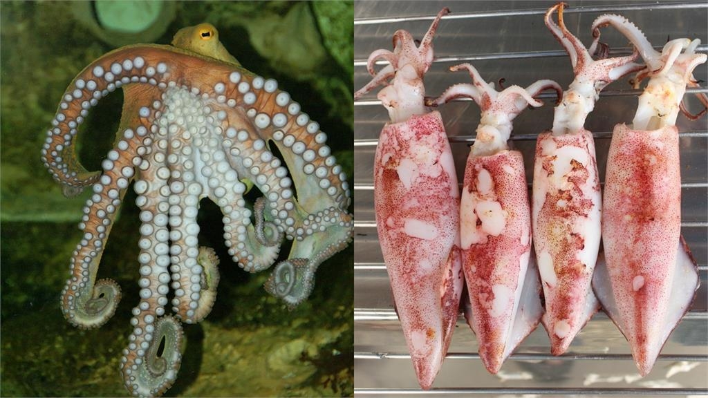 「章魚、魷魚」上桌後傻傻分不清?營養師曝6不同「1烹調」跟膽固醇說掰!