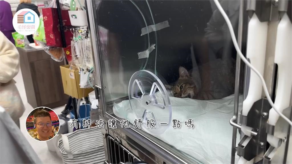 從蟑螂屋救回 飼主不忍牠因急性肺炎離開:下輩子別再痛苦