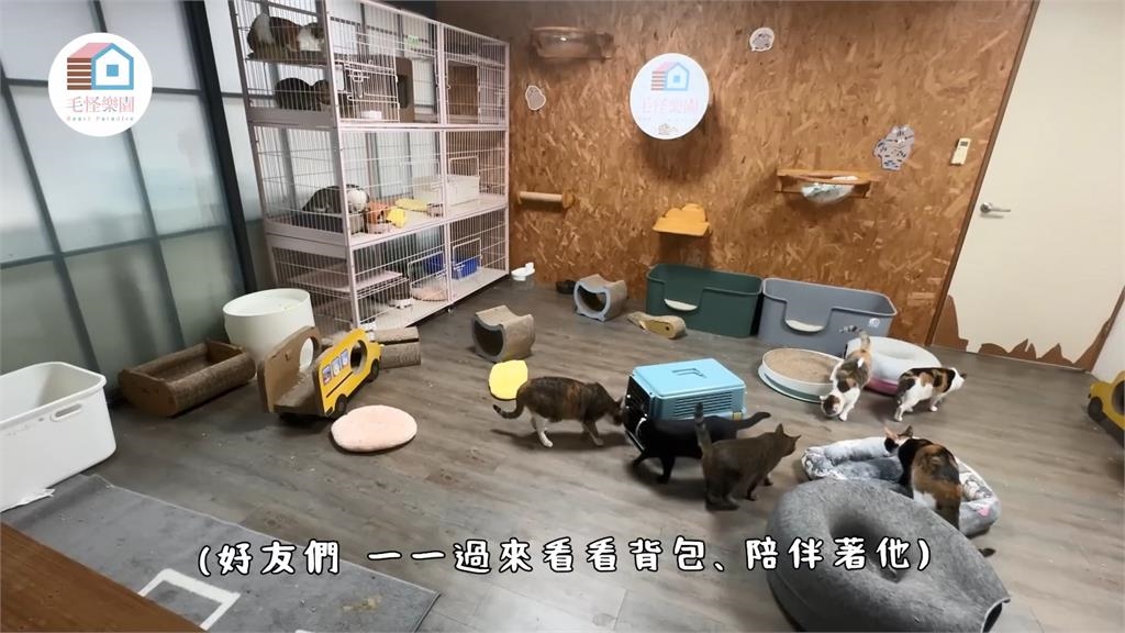 從蟑螂屋救回 飼主不忍牠因急性肺炎離開:下輩子別再痛苦