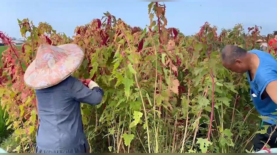 台東紅藜產量大豐收！　農民採收樂開懷