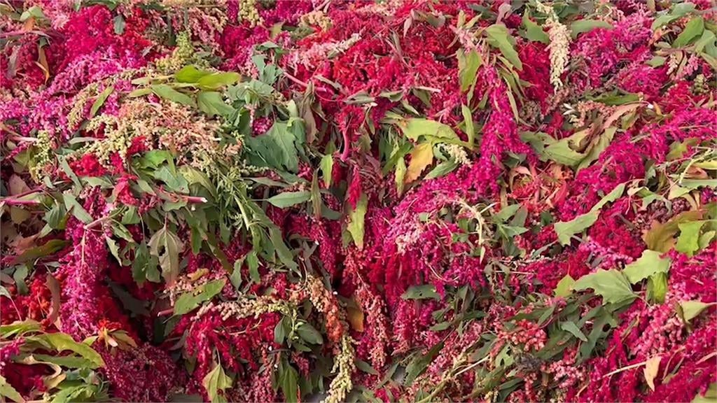 台東紅藜產量大豐收! 農民採收樂開懷