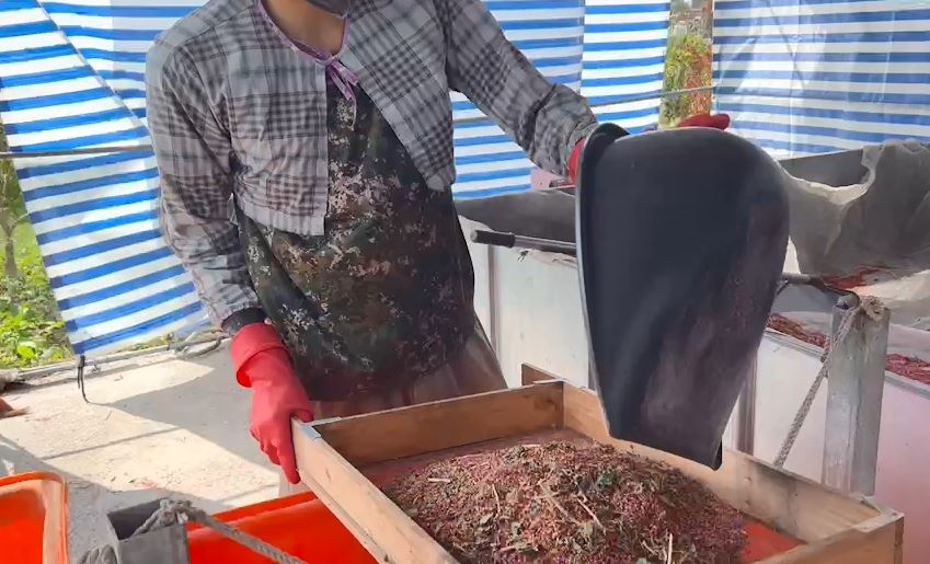 台東紅藜產量大豐收! 農民採收樂開懷