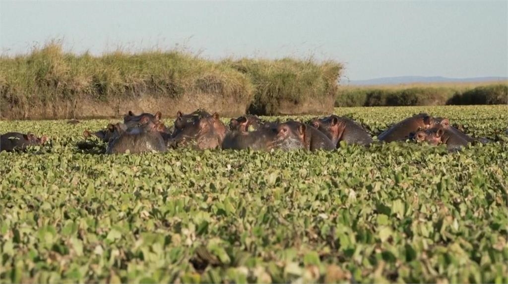 肯亞拉力賽極速狂飆　車手抽空追逐野生動物搭熱氣球看日出