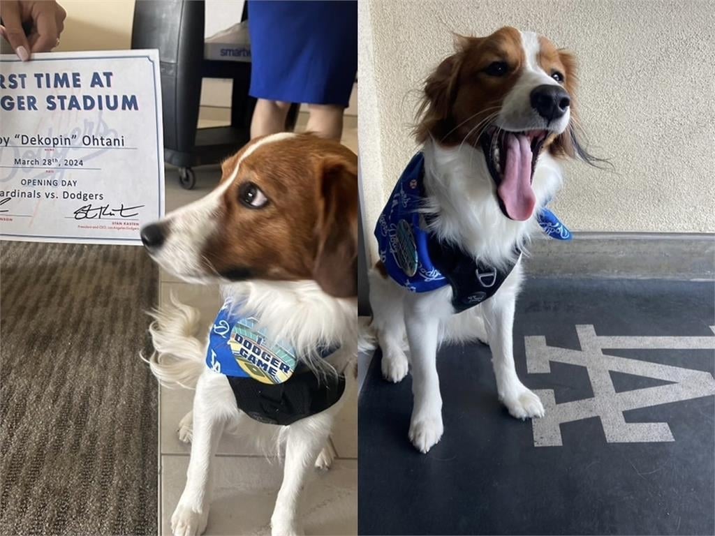 愛犬也來了!大谷翔平道奇球場「走藍毯」 例行賽主場初登場獲5萬球迷熱烈歡迎