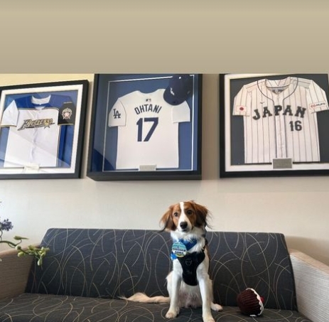 快新聞/大谷翔平愛犬首次在球場看球還有「觀戰證明書」 超萌表情曝光