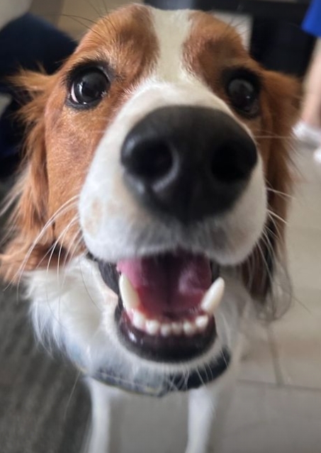 快新聞/大谷翔平愛犬首次在球場看球還有「觀戰證明書」 超萌表情曝光