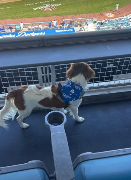 快新聞/大谷翔平愛犬首次在球場看球還有「觀戰證明書」 超萌表情曝光