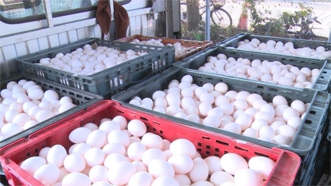 洗選蛋外殼「2排編碼」看攏謀!教你看「5英文代號」揭露生產方式