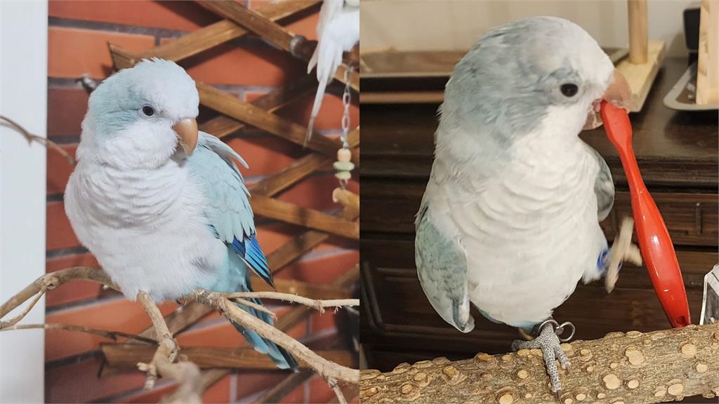 陳仙梅「血沾滿臉」近況惹網心疼!「一刀下去大噴血」他嚇壞:好像殺人犯