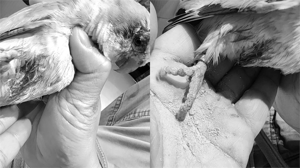 陳仙梅「血沾滿臉」近況惹網心疼!「一刀下去大噴血」他嚇壞:好像殺人犯