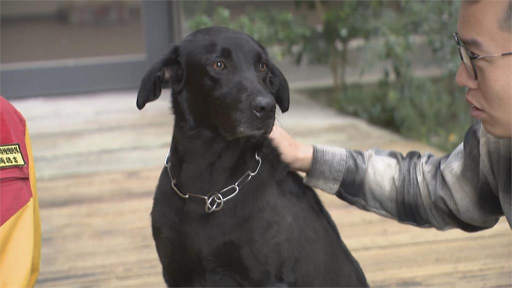 快新聞/汪汪隊集結!特搜犬Umar挺進砂卡礑 「人狗合作」齊力搶命