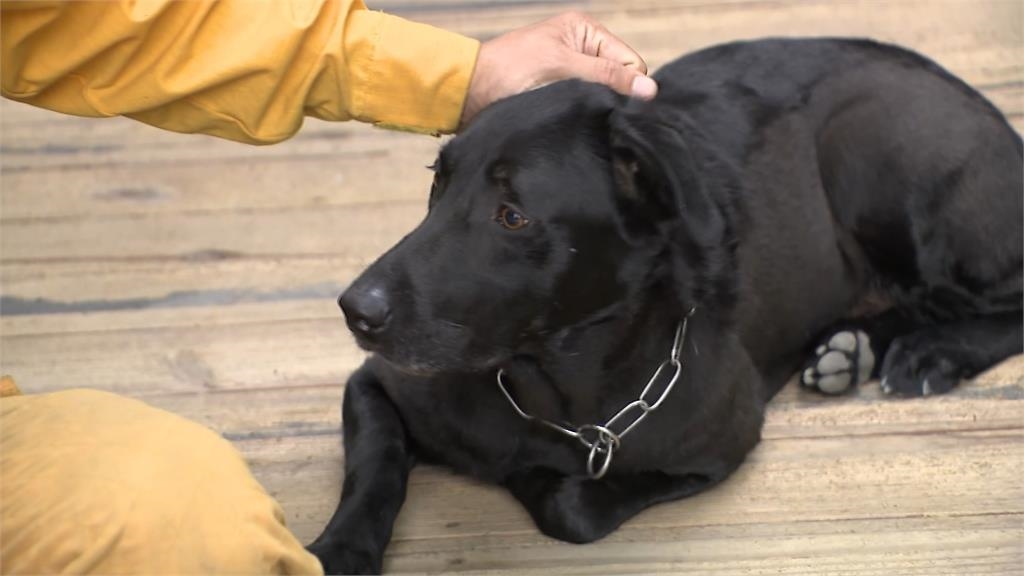 汪汪隊立大功！6搜救犬挺進險峻災區　展現專業能力把握黃金時間全力救援
