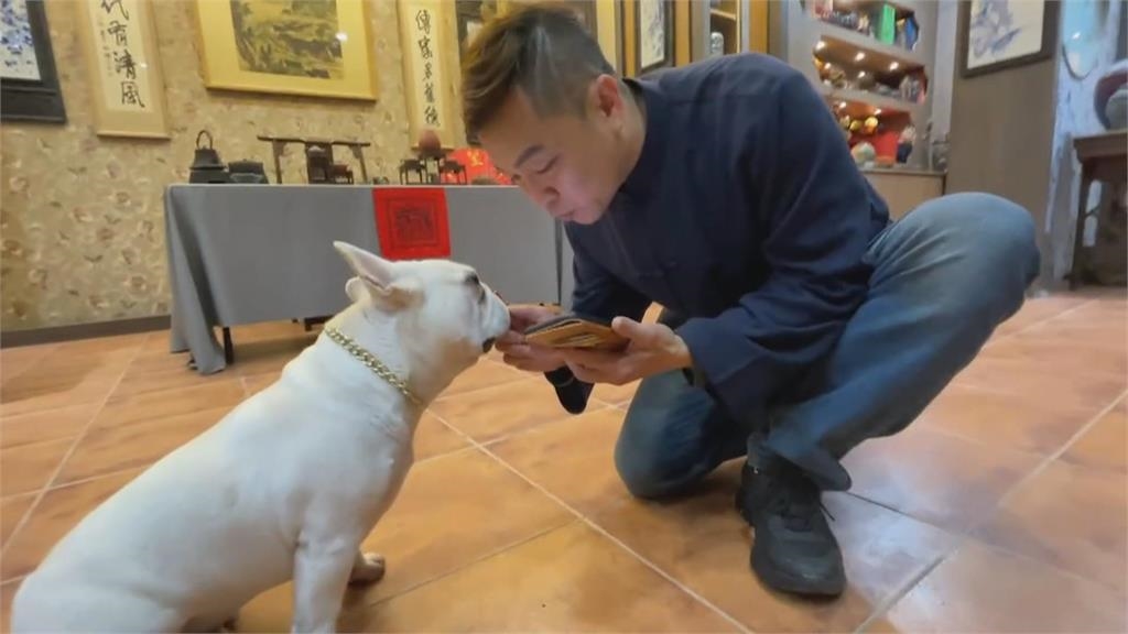 南投天才神犬! 法鬥背手機號碼、博美會算數