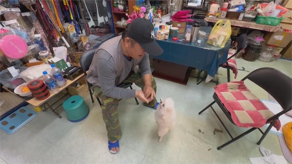 南投天才神犬! 法鬥背手機號碼、博美會算數