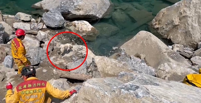 快新聞／花蓮搜救犬石礫間嗅聞「突跳進溪水」！　搖尾巴游泳超萌畫面曝光