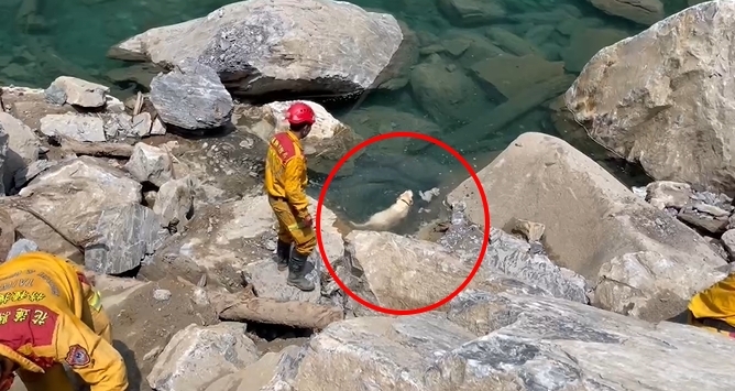 快新聞／花蓮搜救犬石礫間嗅聞「突跳進溪水」！　搖尾巴游泳超萌畫面曝光