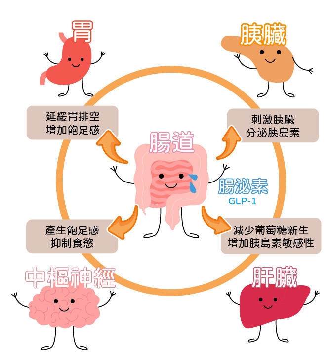 腸泌素作用原理