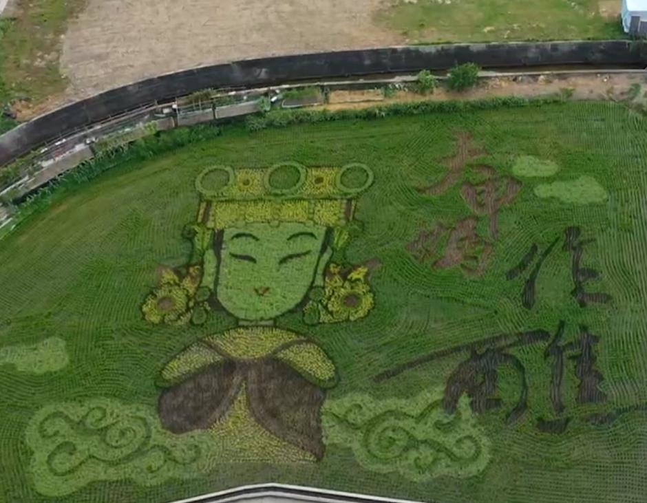 苗栗苑裡稻田彩繪再進化 「天后駕稻」喜迎三媽會