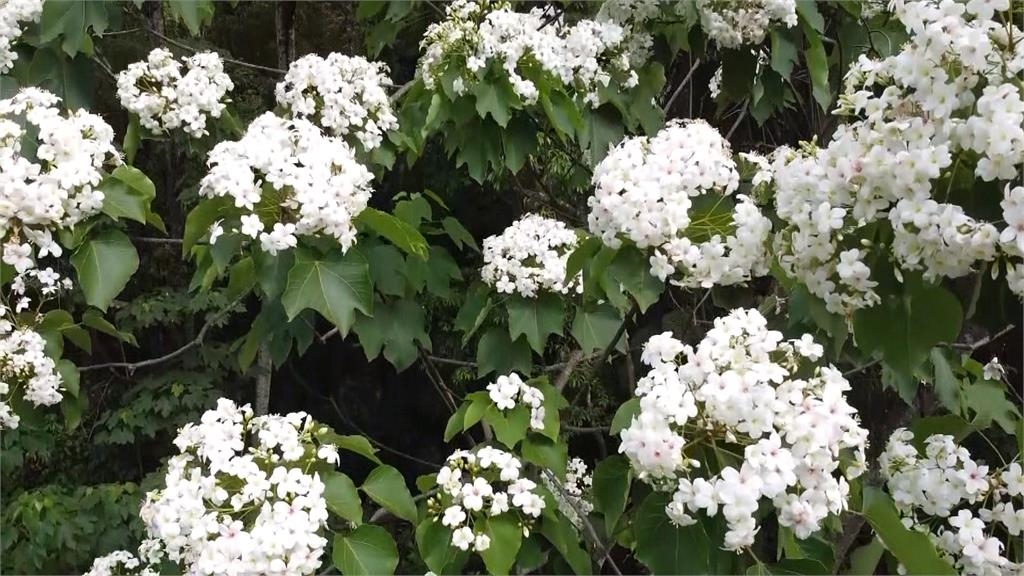 「賞花趣」敬請把握4月底前花期! 彰化桐花祭熱鬧開幕