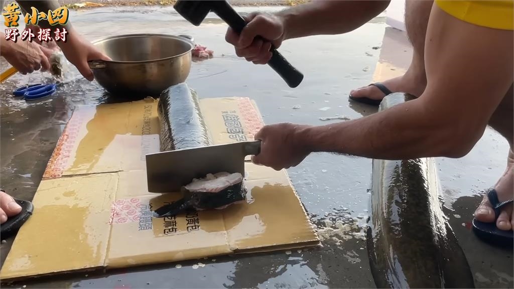 真的是大尾鱸鰻!野外達人「小溪放籠」竟大物出水 體長1米5比手臂還粗