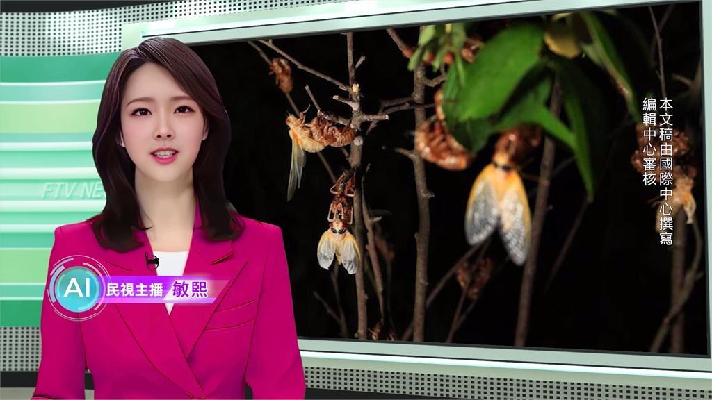 敏熙報氣象／昆蟲界最長壽！　美國「周期蟬」同時破土估逾1兆隻