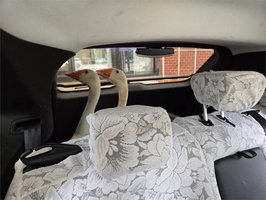 快新聞/新竹白鵝逛大街! 警方迅速出動逮捕「逃犯」落網