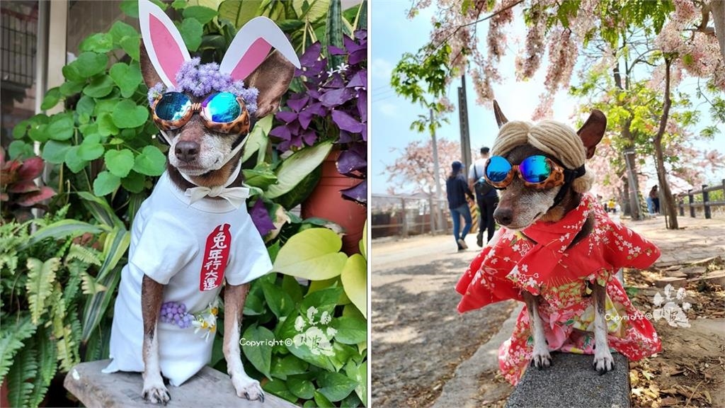擁有12萬粉絲的變裝網紅狗「小皮」去世！皮媽不捨喊：下次要再回來