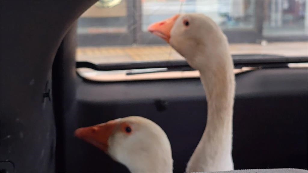 新竹民眾遛「鵝」子疑受驚嚇 大街亂竄警開巡邏車戒備