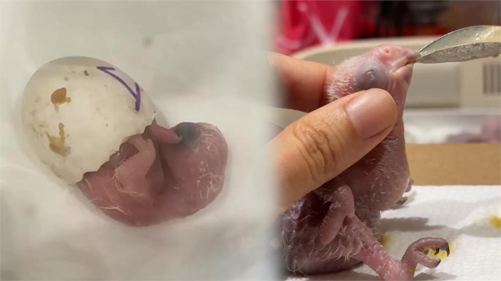 每2小時要餵奶！零經驗「從蛋開始養鸚鵡」　半夜不用睡網驚：像養小孩一樣