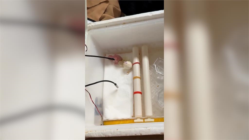 每2小時要餵奶!零經驗「從蛋開始養鸚鵡」 半夜不用睡網驚:像養小孩一樣