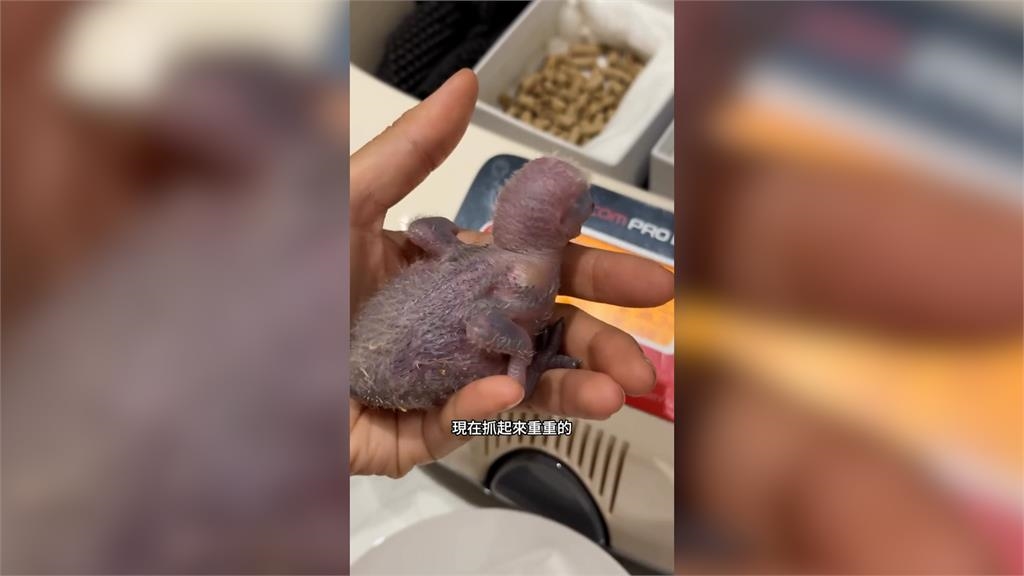 每2小時要餵奶!零經驗「從蛋開始養鸚鵡」 半夜不用睡網驚:像養小孩一樣